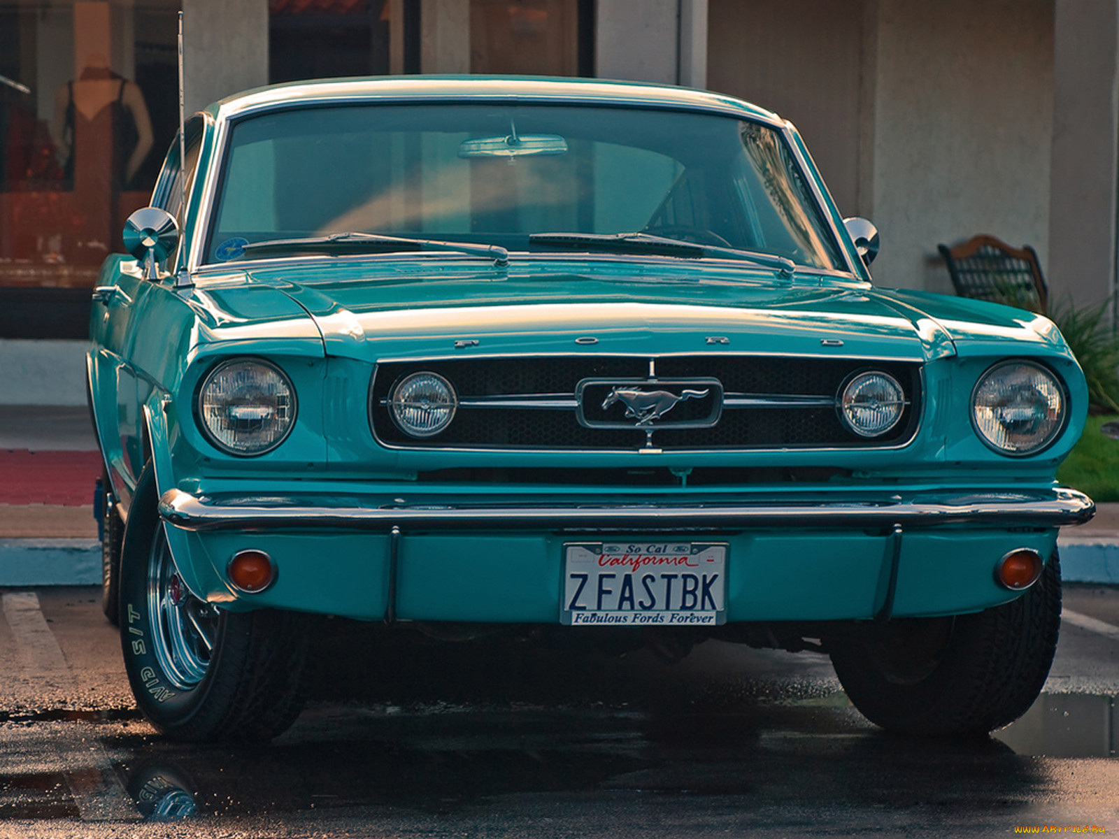 , mustang